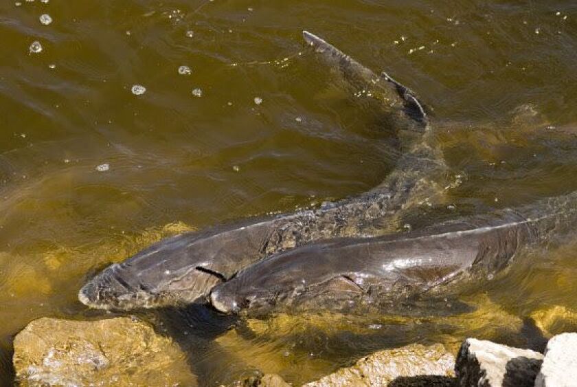 Spawning sturgeon in Wisconsin. Credit: Bob Rashid