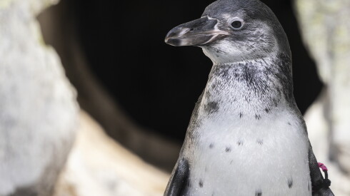 BABYPENQUINS_261024-02.jpg