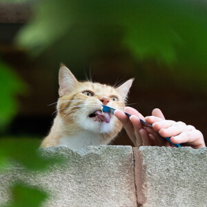 CATURDAY_260809-15.jpg