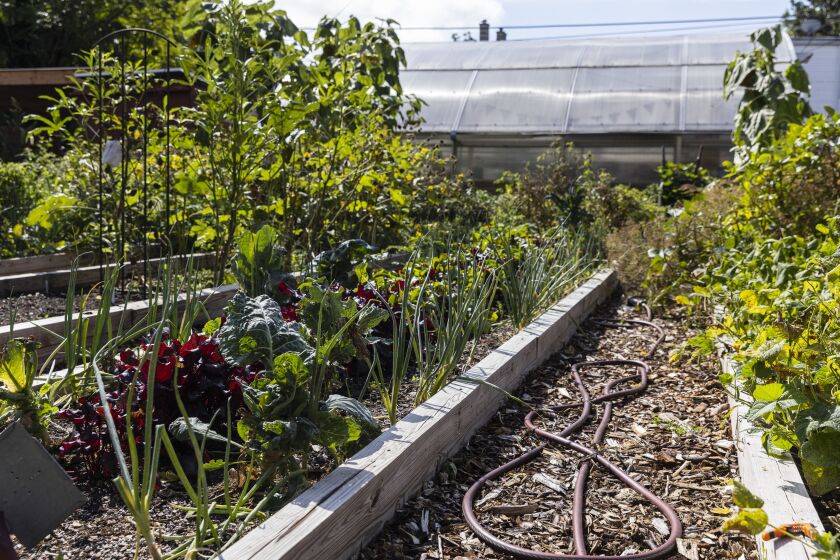 Produce grows Tuesday inside planter boxes at the Fulton Street Flower and Vegetable Garden on the West Side, a community garden that contributes to the Garfield Park Community Council Farmers Market on Wheels.