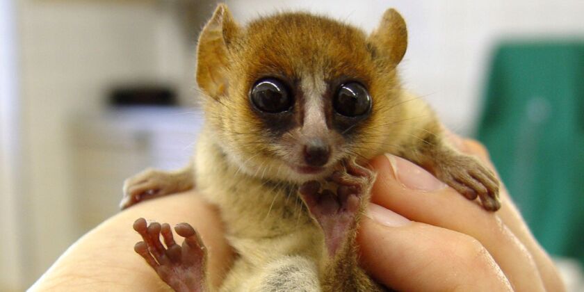 Field Museum scientist Steve Goodman lives in Madagascar because its biodiversity means you find the strangest creatures there A mouse lemur native to Madagascar - one of at least 120 lemur species unique to the island.