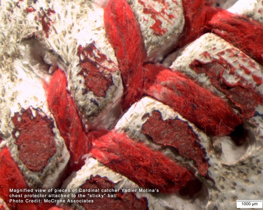 Magnified view of pieces of Cardinal catcher Yadier Molina’s chest protector attached to the “sticky” ball. | McCrone Associates