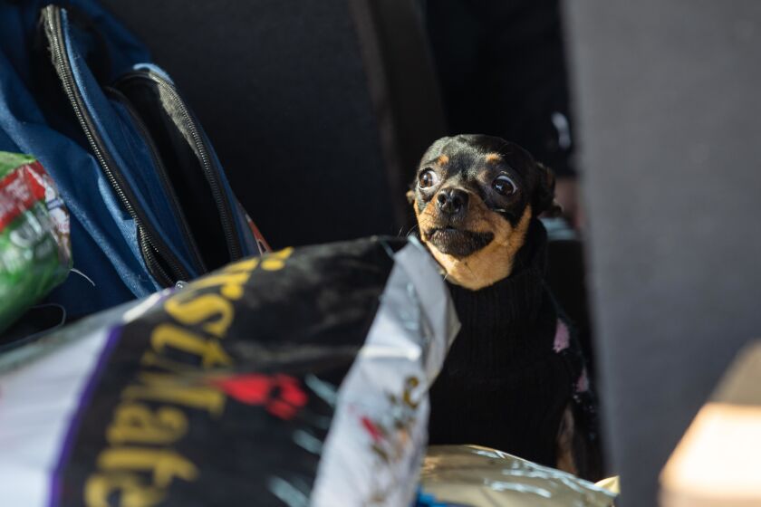 A dog peeks out of a car during the Cook County Sheriff’s Office’s drive-up pet food pantry.