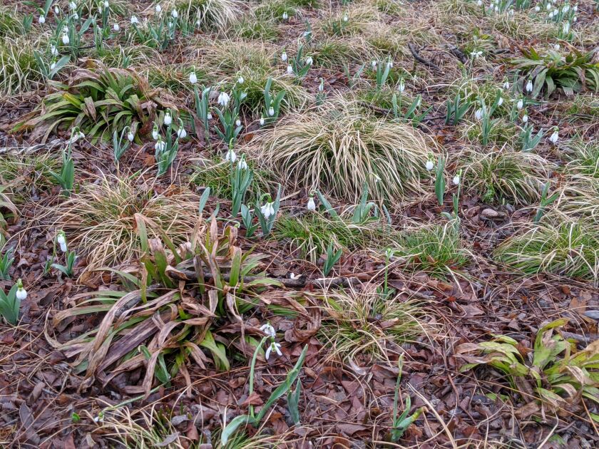 Or at this mix of brome tussock sedge, white-tinged sedge, plantain sedge, and greater snowdrop for early color. Credit: Dale Bowman