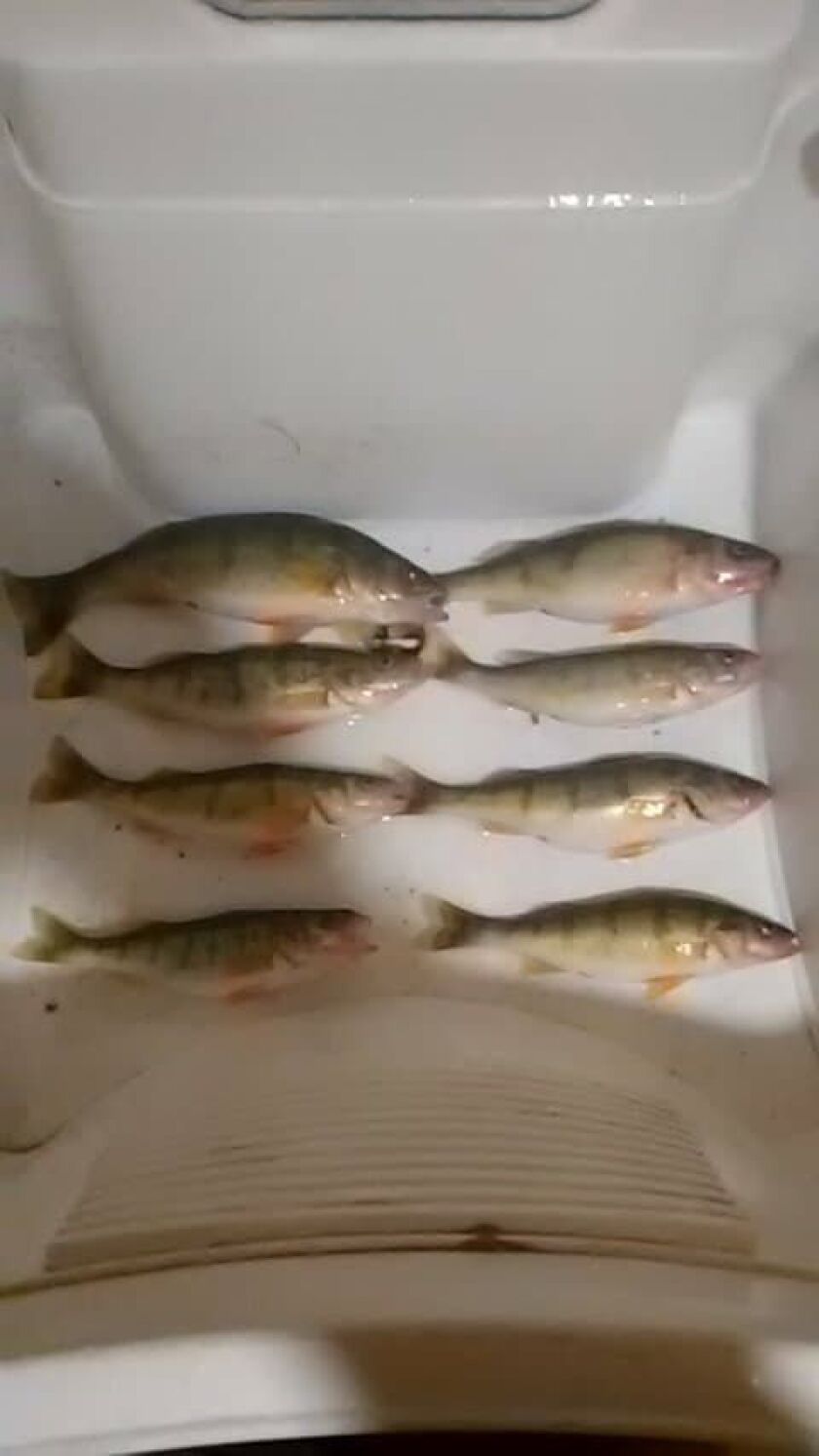 Dennis “Bigbo” Ocasio caught these quality perch on the Cal.<br>Provided