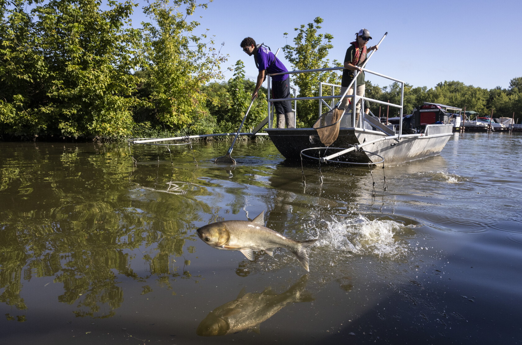 Sun Carp Illinois one step closer to keeping invasive carp out of Great Lakes ...