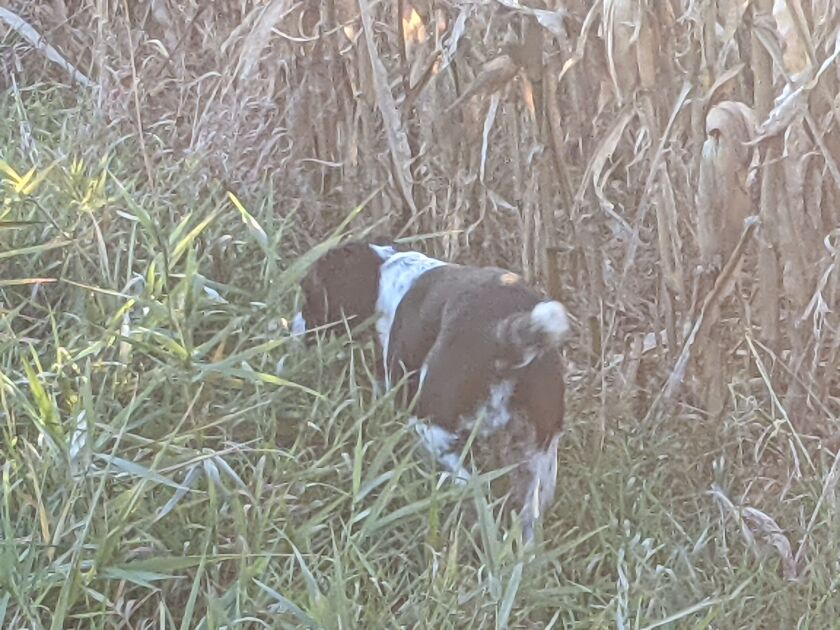 Maggie, Steve Komes’ 8-year-old Springer, works the edge of a strip of standing corn at the Steward Pheasant Habitat Area. Credit: Dale Bowman