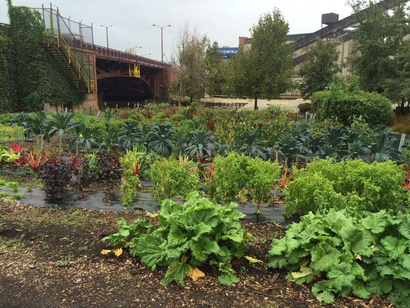Kendall College’s vegetable garden. | Jon Seidel/Sun-Times