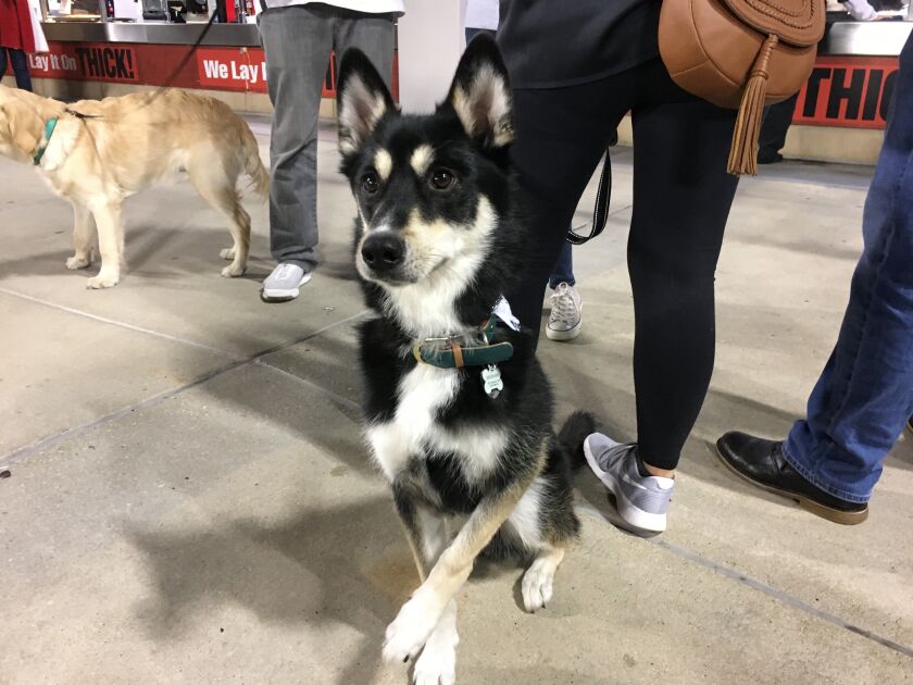 Fuzz is a Husky Australian Shephard. His owners said he was born a White Sox fan because of his colors. | Madeline Kenney/Sun-Times
