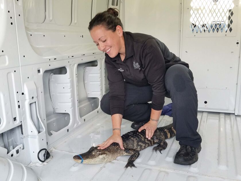 A Waukegan animal warden handles a 4-foot alligator that was discovered by a kayaker off Waukegan Harbor in Lake Michigan. | City of Waukegan