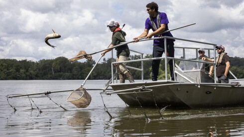 Fishers on a boat catch jumping fish in nets