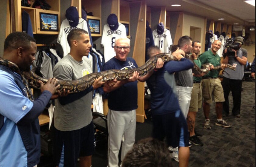 Joe Maddon with the Rays.
