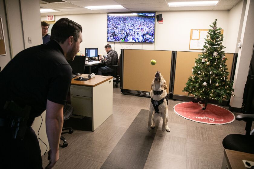 New K-9 Electronics for the Cook County Sheriff's Office Has a Nose for Crime Boone, the Cook County Sheriff's Office's first electronics-detecting K-9, plays alongside Internet Crimes Against Children Unit investigator Daniel Codd, who is also Boone's handler.
