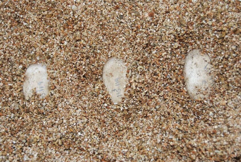 turtle_eggs_600x401.jpg