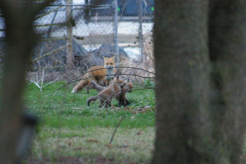 A red fox oversees its playing kits in the Chicago suburbs. Provided by Sondra Katzen