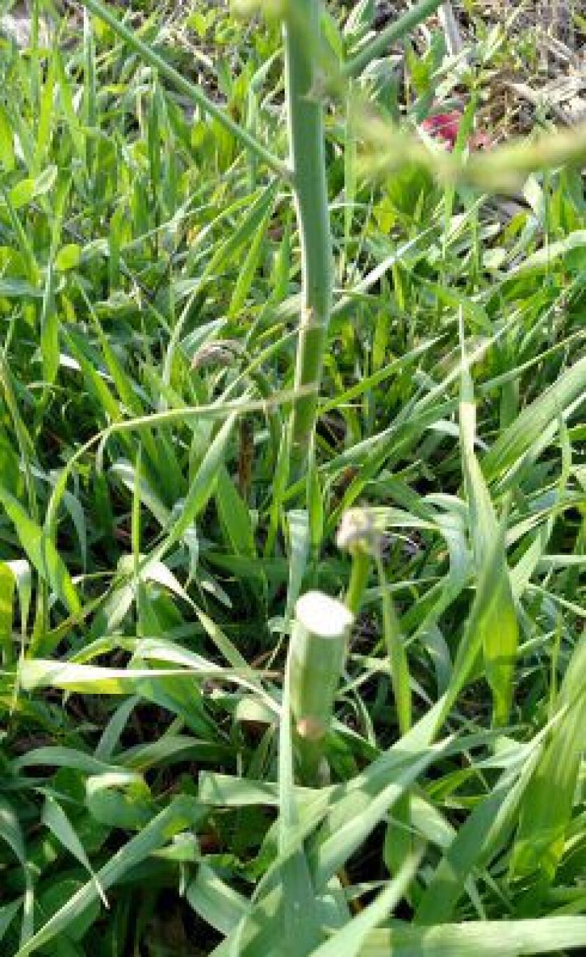 Wild asparagus stalks cut by forager who beat yours truly to the spot.<br>Dale Bowman/Sun-Times