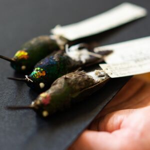 A specimen of a rare gold-throated hummingbird (center) whose iridescent throat looks green, blue, or gold depending on the angle of light, is shown by a scientist at the Field Museum, Tuesday, March 7, 2023. It is a hybrid of a Pink-throated Brilliant hummingbird, Heliodoxa gularis, and the Rufous-webbed Brilliant hummingbird, Heliodoxa branickii.
