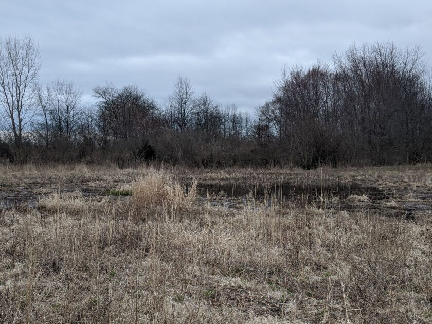 If you’re trying to find male woodcocks peenting and doing the sky dance, this kind of habitat is a good starting point. Credit: Dale Bowman