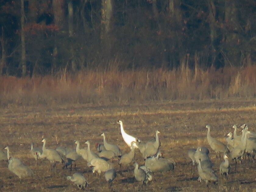 Whooping crane mixed in with the sandhill cranes at Jasper-Pulaski FWA.<br>Provided