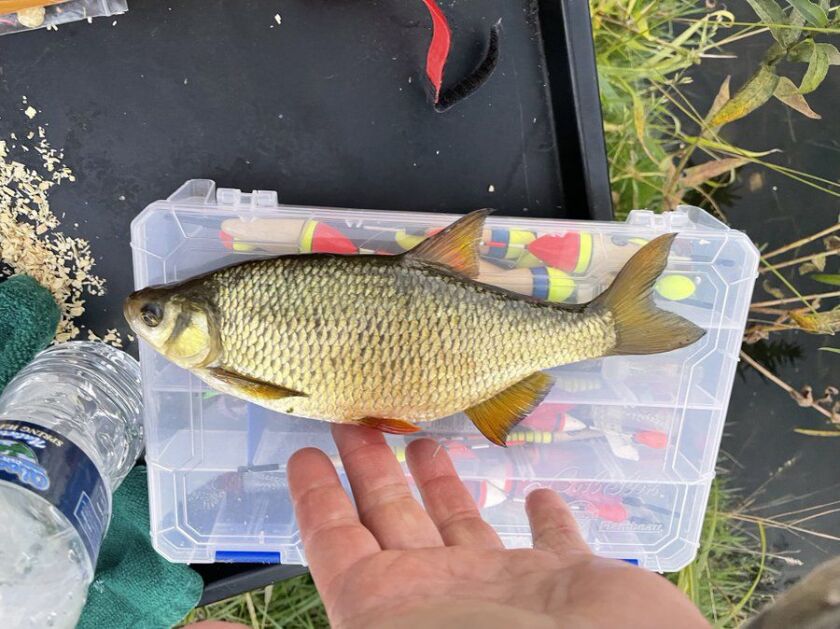 A big shiner Johnny Wilkins caught on a local pond. Provided photo