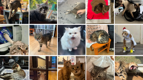 cat pix grid.png