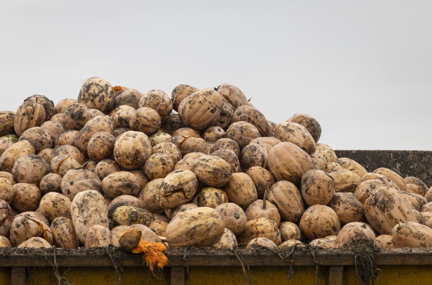 STEINBERGPUMPKINS_261018-15.jpg