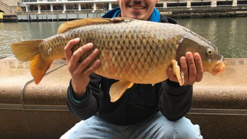 Jesse Gonzalez with a good carp from the Chicago River. Provided by Jeffrey Williams