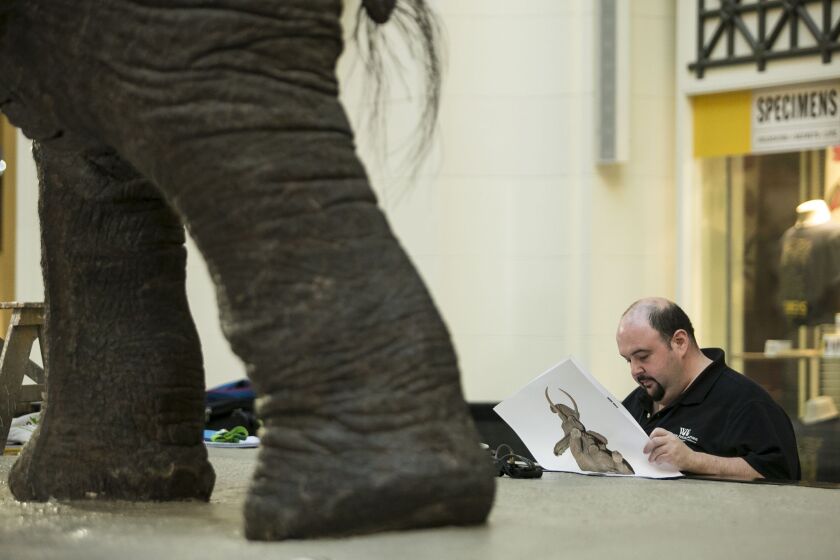 George Dante, taxidermist and founder of Wildlife Preservations, assesses the Fighting African Elephants by taxidermist Carl Akeley at The Field Museum. | Ashlee Rezin/Sun-Times