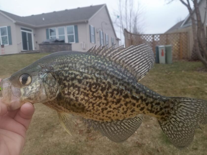 Crappie caught in open-water fishing in January. Provided by MaryLou Buchhaas