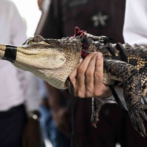 GATOR_071719_02_copy.jpg