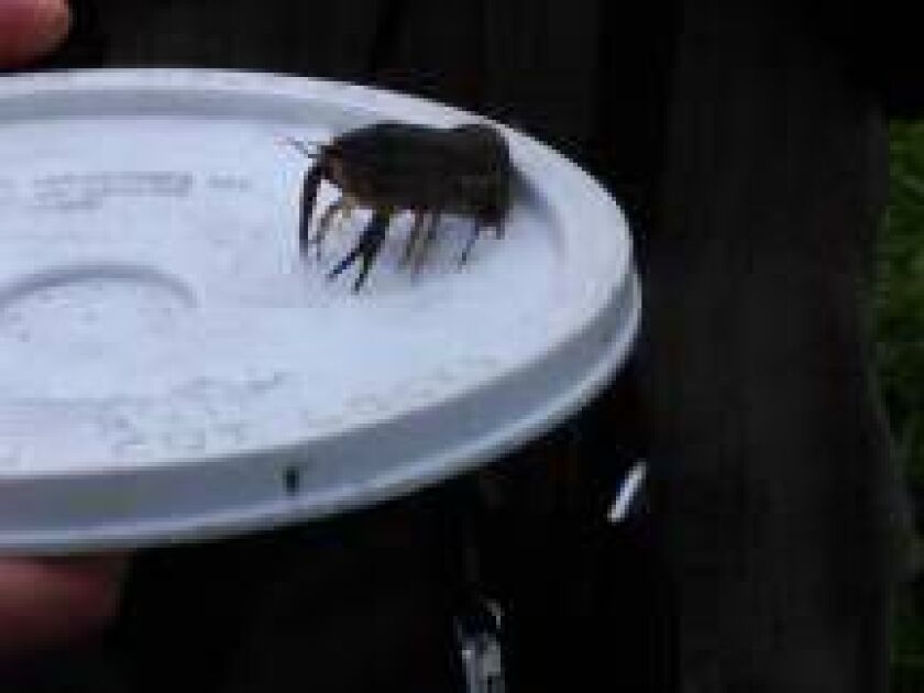 bioblitz06_13_15crayfish_600x450.jpg