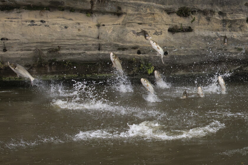 Carp jump from the water of a river