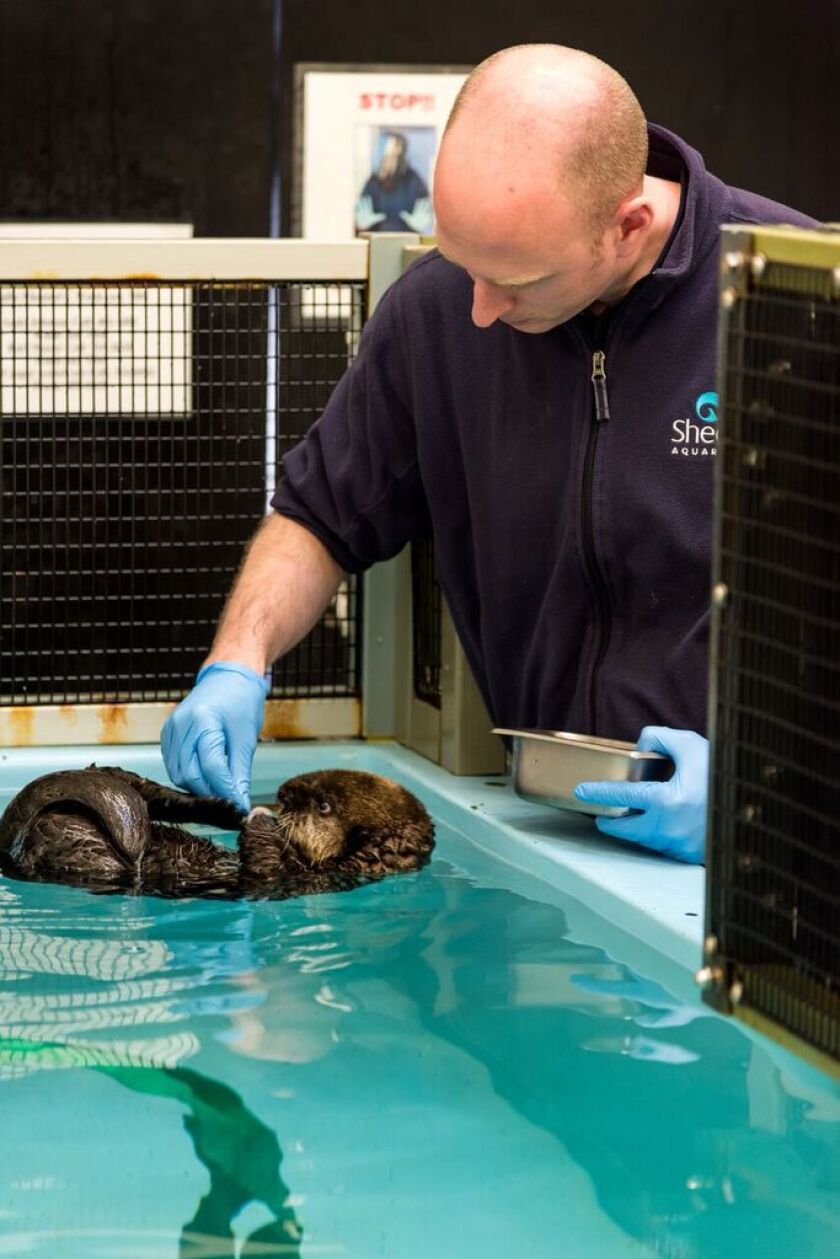 Rescued southern sea otter pup 719 (Enhydra lutris nereis) being fed by Shedd Aquarium trainer, Michael Pratt, behind the scenes at the Monterey Bay Aquarium. | @Monterey Bay Aquarium/Tyson Rininger
