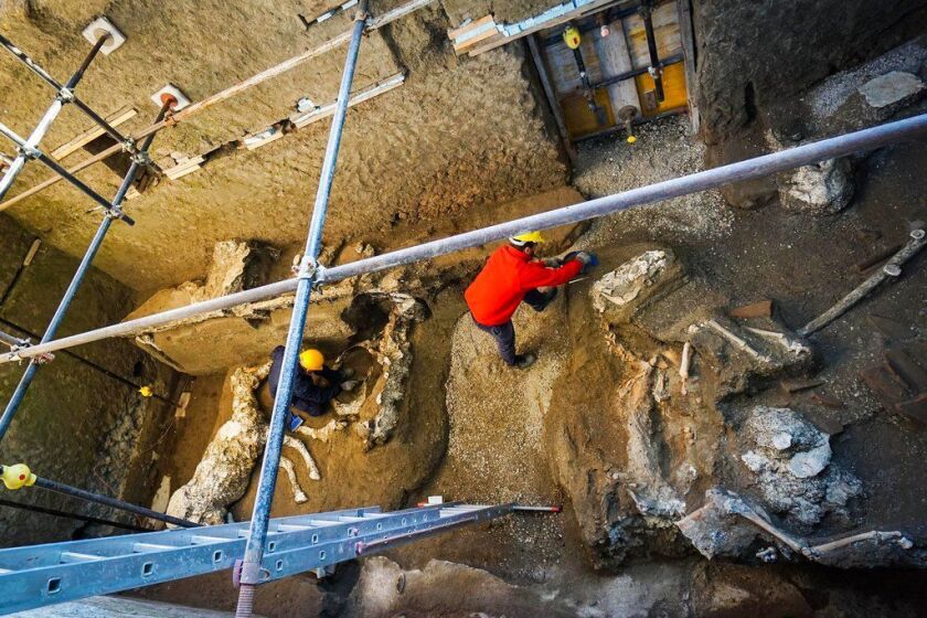 An archaeologist inspects the remains of a horse skeleton in the Pompeii archaeological site, Italy, Sunday, Dec. 23, 2018. A tall horse, well-groomed with the saddle and the richly decorated bronze trimmings, believed to have belonged to an high rank mil
