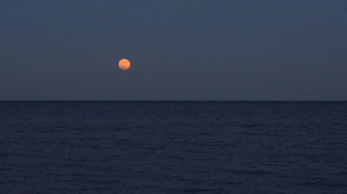 Half Gringa “Cosmovisión”