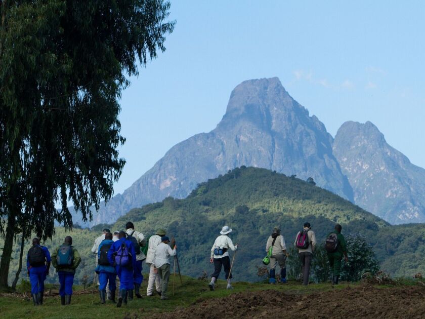 All the gorilla viewing treks include a hike of at least 30 minutes each way, often much longer, and are led by a ranger (in green) and accompanied by porters (in blue). | Micato Safaris