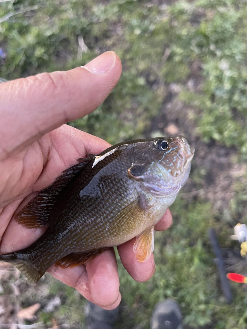 A panfish hybrid from Cook County. Provided by Dr. Atul Mallik