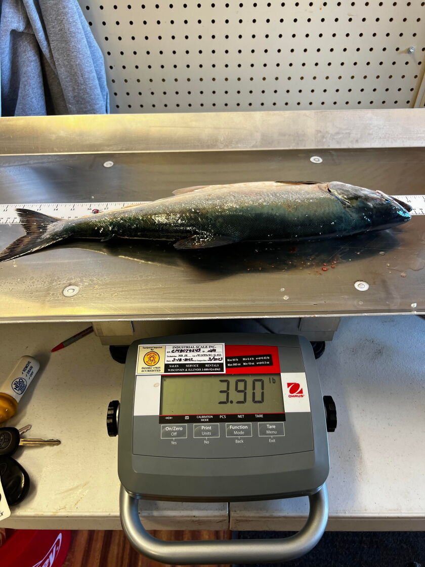Alex Niemiec’s pending Illinois record pink salmon on the scale at Lake Michigan Angler. Provided photo