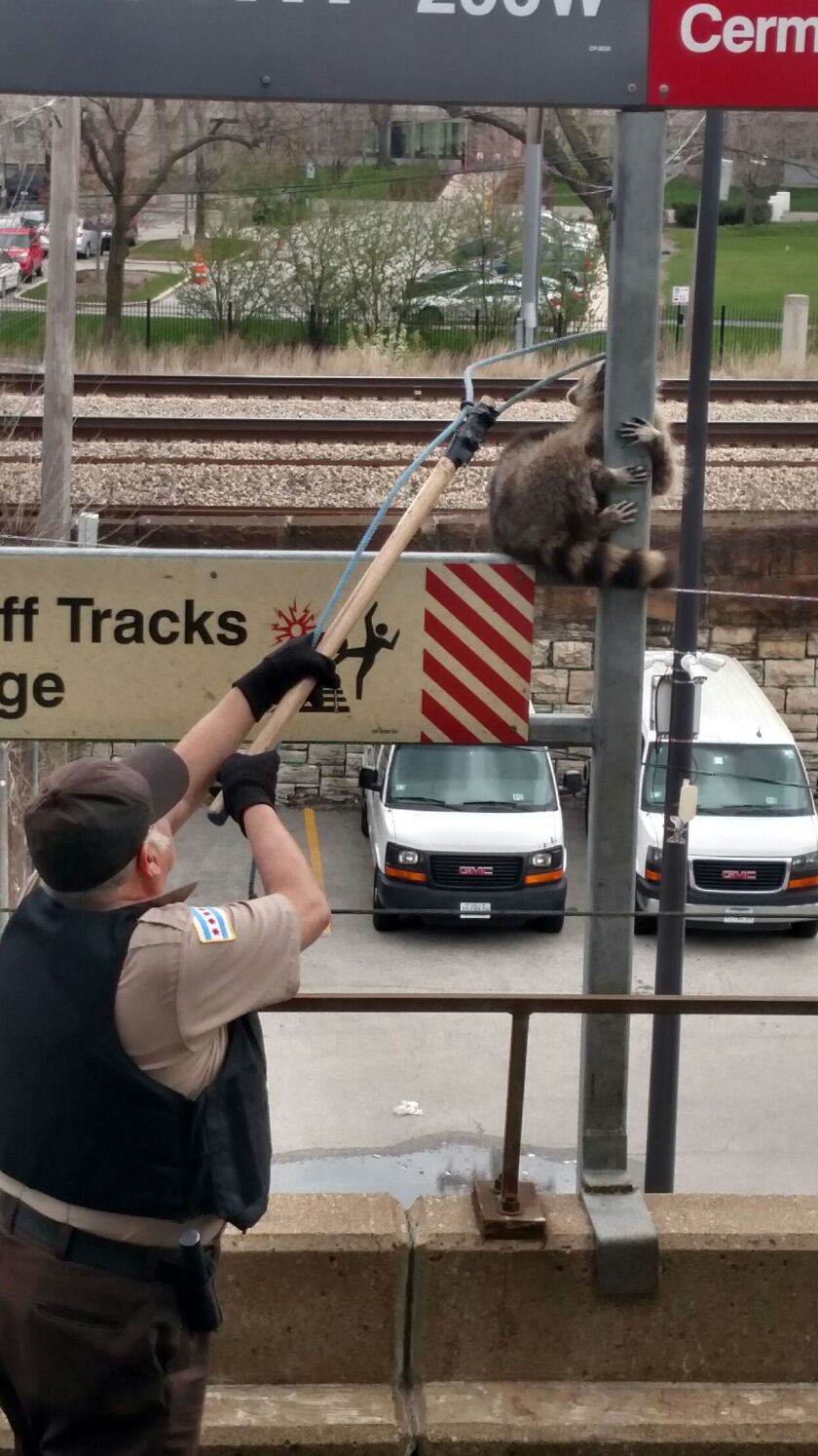 An animal control officer from the city takes the raccoon down from the sign. | Provided photo