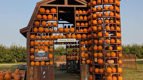 Pumpkins sit on shelves of a wooden structure in an orchard