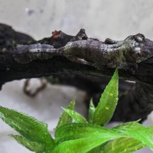 Henkel’s leaf-tailed gecko hatchling. | Lincoln Park Zoo