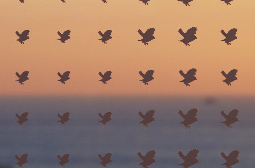 Wave Pattern Bird Frit Quigley floats bill to curb bird building collisions - WBEZ Chicago
