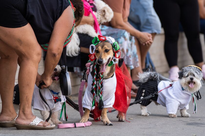 Luna, a dog dressed in the color scheme of a Mexican flag, stands on the street during the 20th annual Mexican Independence Day Parade in the Pilsen neighborhood, Saturday afternoon, Sept. 10, 2022.