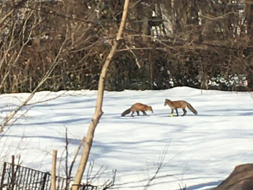 Red foxes in Beverly. Provided by Ed Van Cleave