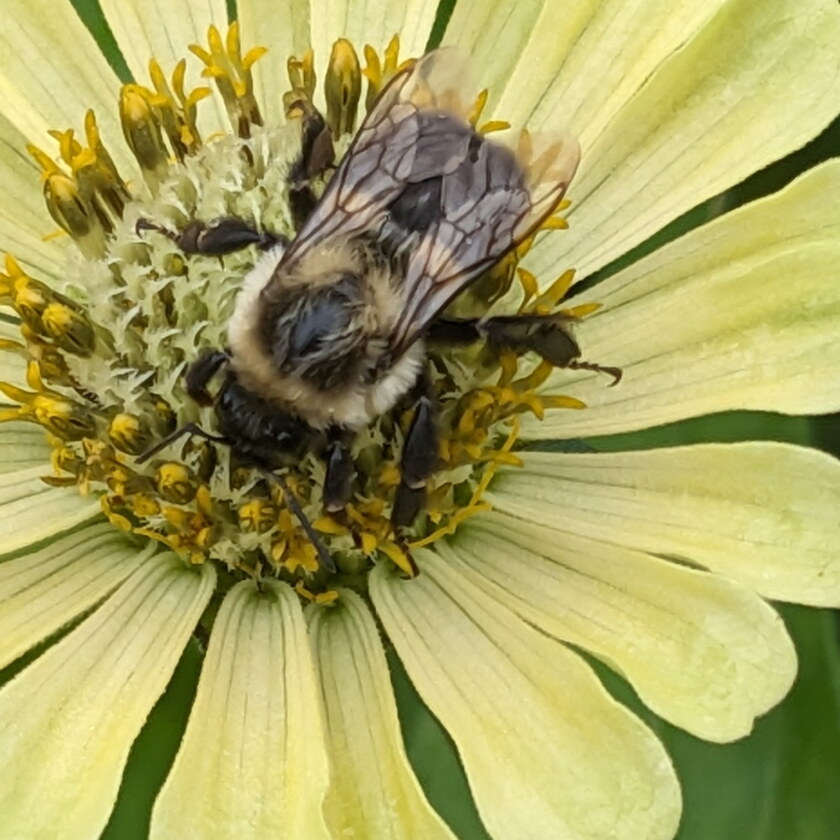 Hamilton Bee Finding fulfillment in Project FeederWatch and other citizen-scientist ...
