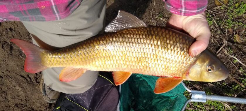 Another look at Olaf Nelson’s Illinois-record shorthead redhorse. Provided