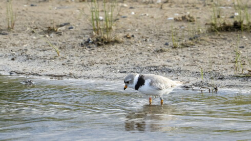 PLOVERS_260617-3.jpg