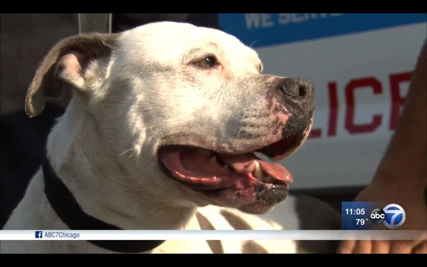 The dog pulled from Lake Michigan by Probationary Police Officer Juan Farris Tuesday morning. | Courtesy ABC7