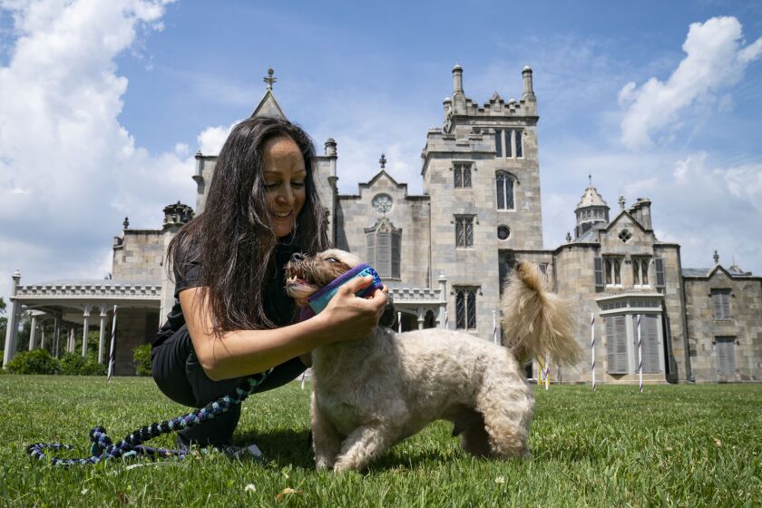 An all-American dog, a mixed-breed, is collared by their trainer after performing in an agility obstacle course, Tuesday, June 8, 2021, in Tarrytown, New York, at the Lyndhurst Estate where the 145th Annual Westminster Kennel Club Dog Show will be held.
