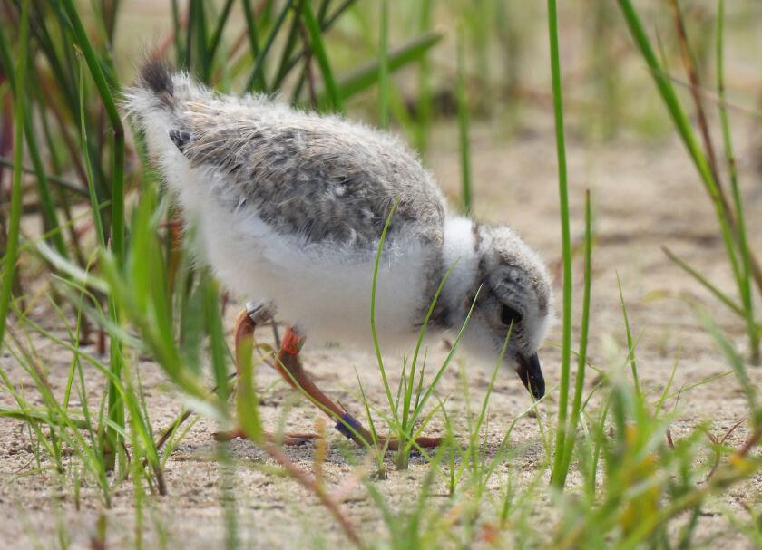 A piping plover chick walks through the grasses of Montrose Beach.